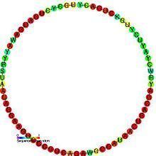Small nucleolar RNA SNORD49 httpsuploadwikimediaorgwikipediacommonsthu