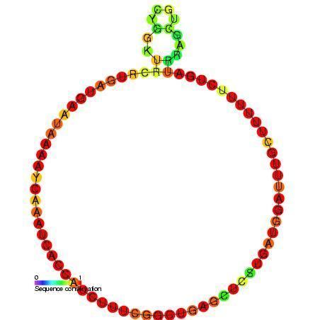 Small nucleolar RNA SNORD51