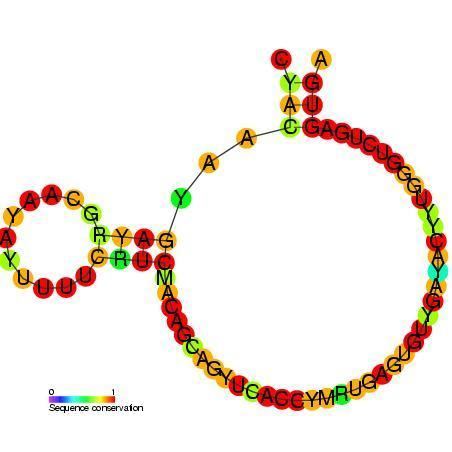 Small nucleolar RNA SNORD56