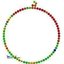 Small nucleolar RNA SNORD61 httpsuploadwikimediaorgwikipediacommonsthu