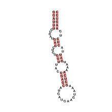 Small nucleolar RNA SNORD64 httpsuploadwikimediaorgwikipediacommonsthu