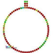 Small nucleolar RNA SNORD66 httpsuploadwikimediaorgwikipediacommonsthu