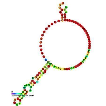Small nucleolar RNA SNORD67