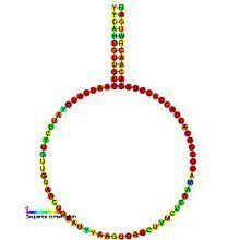 Small nucleolar RNA SNORD70 httpsuploadwikimediaorgwikipediacommonsthu