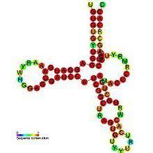 Small nucleolar RNA SNORD71 httpsuploadwikimediaorgwikipediacommonsthu