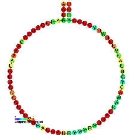 Small nucleolar RNA SNORD73
