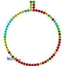 Small nucleolar RNA SNORD75 httpsuploadwikimediaorgwikipediacommonsthu