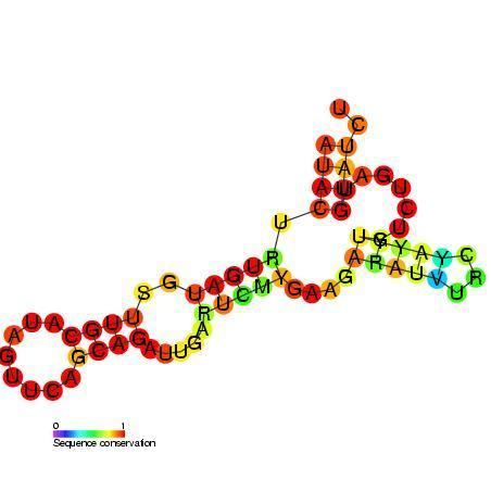 Small nucleolar RNA SNORD77