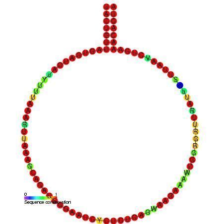 Small nucleolar RNA SNORD79
