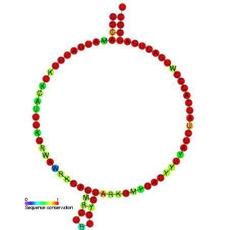 Small nucleolar RNA SNORD83