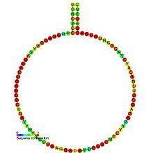Small nucleolar RNA SNORD88 httpsuploadwikimediaorgwikipediacommonsthu