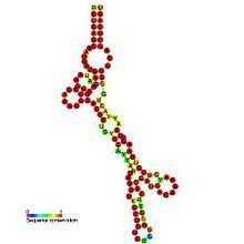 Small nucleolar RNA SNORD89 httpsuploadwikimediaorgwikipediacommonsthu