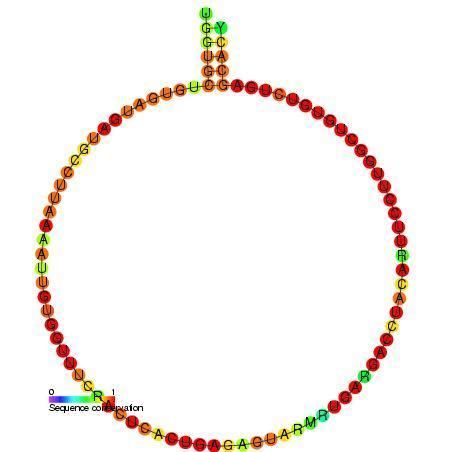 Small nucleolar RNA SNORD92