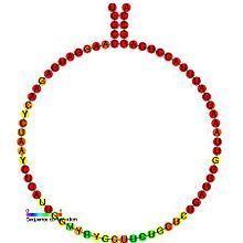 Small nucleolar RNA SNORD93 httpsuploadwikimediaorgwikipediacommonsthu