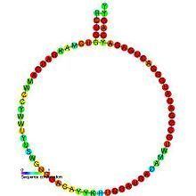 Small nucleolar RNA SNORD99 httpsuploadwikimediaorgwikipediacommonsthu