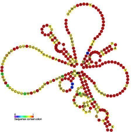 Small nucleolar RNA TBR17