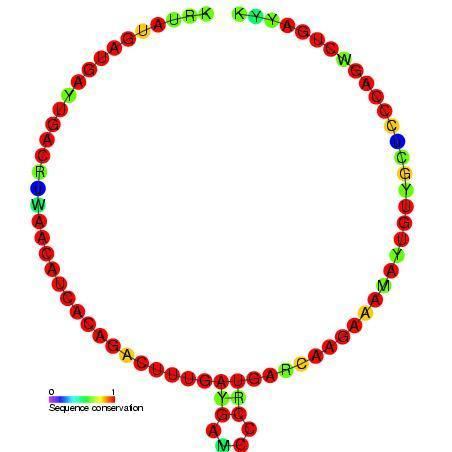 Small nucleolar RNA TBR7