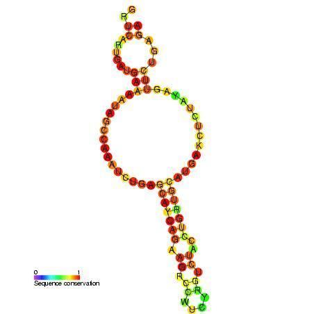 Small nucleolar RNA U2-19