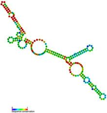 Small nucleolar RNA U3 httpsuploadwikimediaorgwikipediacommonsthu