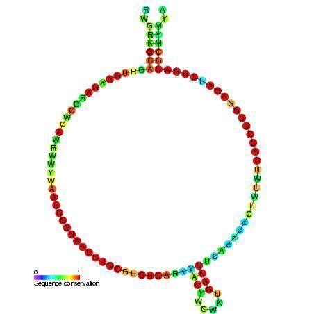Small nucleolar RNA Z101