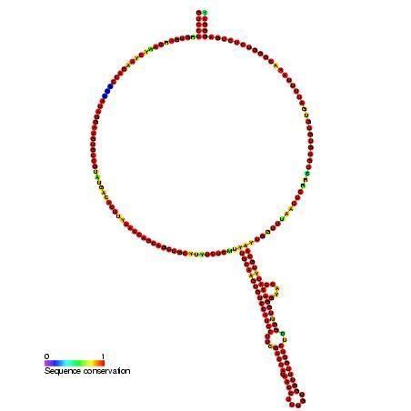 Small nucleolar RNA Z112
