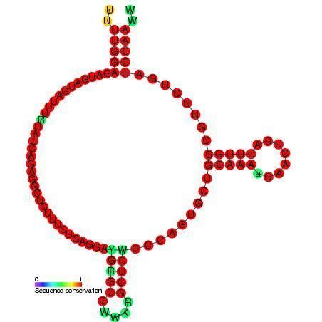 Small nucleolar RNA Z119