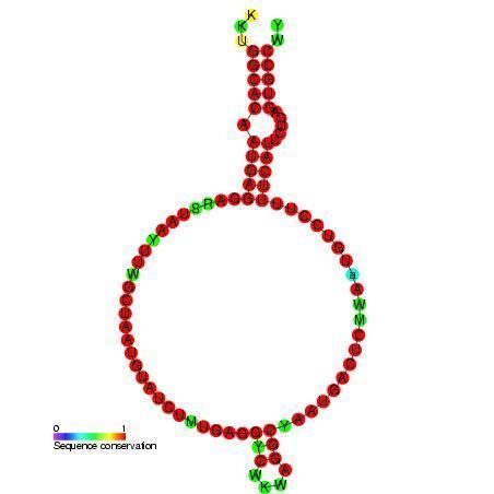 Small nucleolar RNA Z162