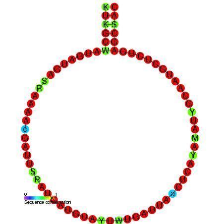 Small nucleolar RNA Z169