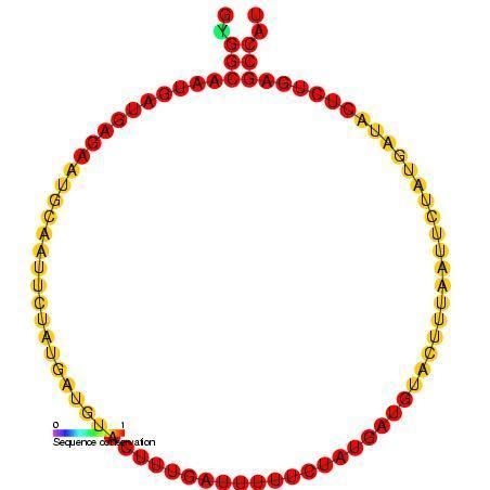 Small nucleolar RNA Z175
