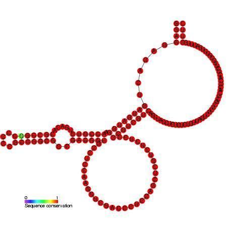Small nucleolar RNA Z178