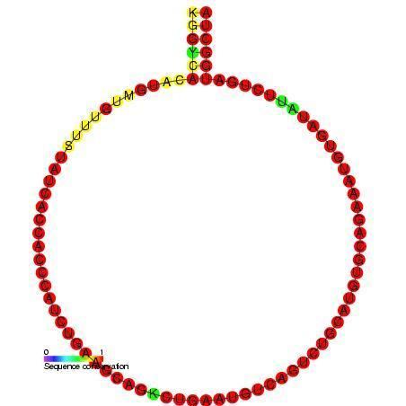 Small nucleolar RNA Z185