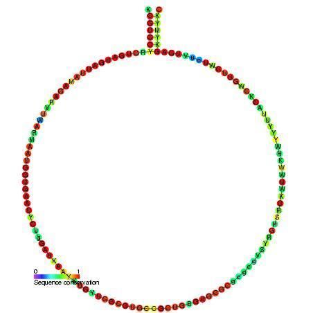 Small nucleolar RNA Z188