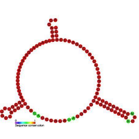 Small nucleolar RNA Z194