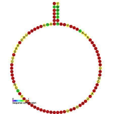 Small nucleolar RNA Z223