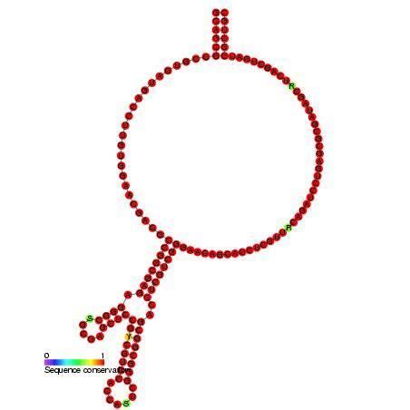 Small nucleolar RNA Z248