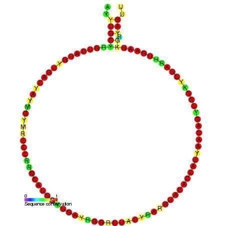 Small nucleolar RNA Z256