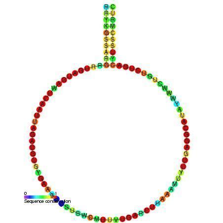 Small nucleolar RNA Z266