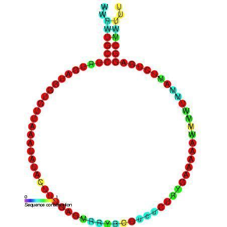 Small nucleolar RNA Z267
