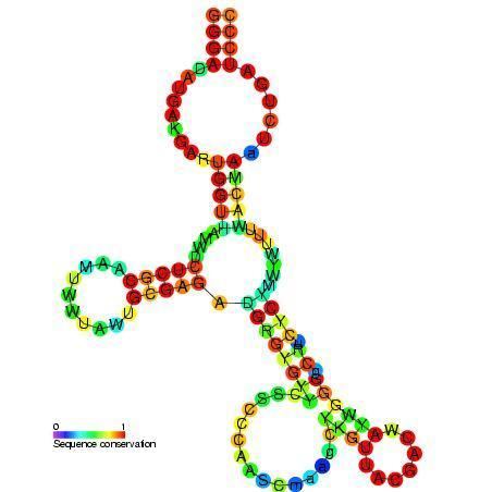 Small nucleolar RNA Z279