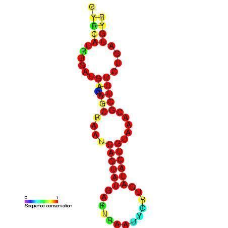 Small nucleolar RNA Z39