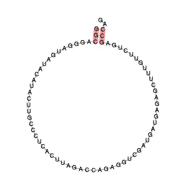 Small nucleolar RNA Z50