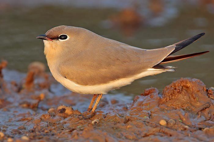 Small pratincole Surfbirds Online Photo Gallery Search Results