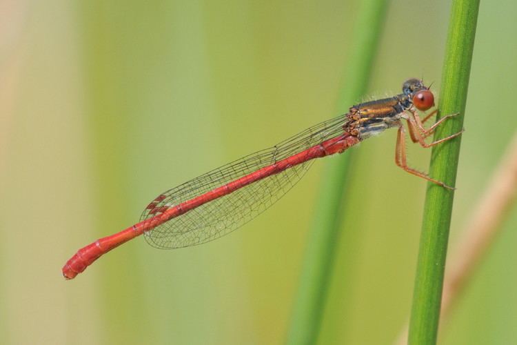 Small red damselfly - Alchetron, The Free Social Encyclopedia