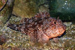 Small red scorpionfish httpsuploadwikimediaorgwikipediacommonsthu