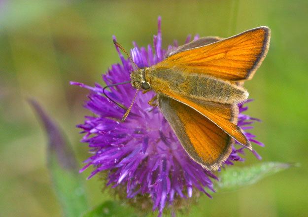 Small skipper Butterfly Conservation Small Skipper