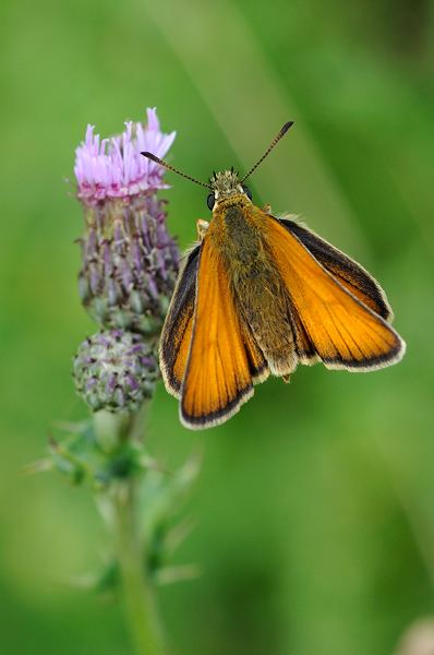 Small skipper British Butterflies A Photographic Guide by Steven Cheshire