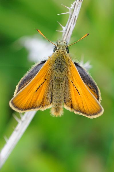 Small skipper British Butterflies A Photographic Guide by Steven Cheshire