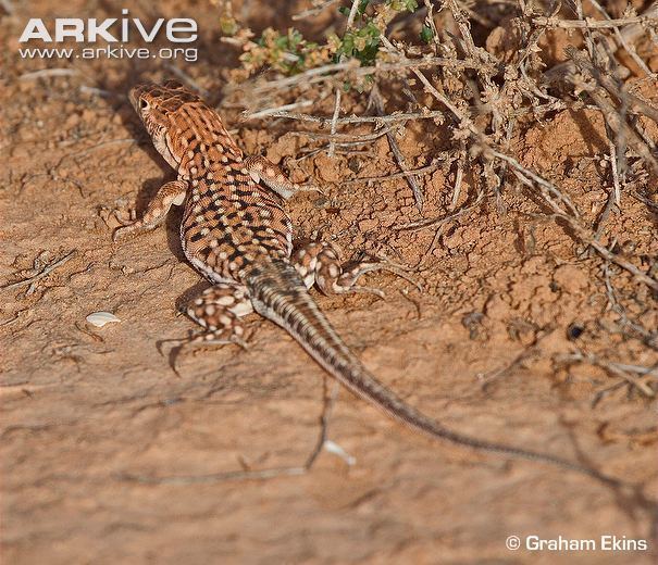 Small-spotted lizard cdn1arkiveorgmedia1D1D43FC730B04450BA4E00