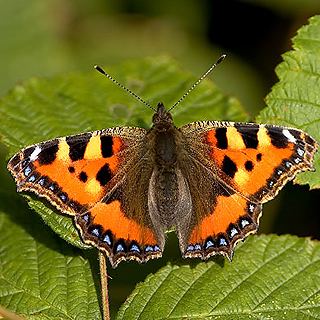 Small tortoiseshell Butterfly Conservation Warwickshire Saving Butterflies Moths