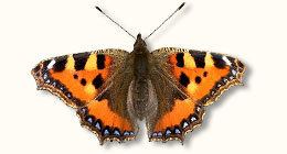 Small tortoiseshell British Butterflies A Photographic Guide by Steven Cheshire